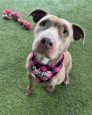 Hi Im Iry A2586314 Im a happy playful pup whos always ready for funand cuddles Im friendly out