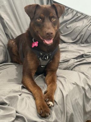 Meet Stella the adorable one-year-old chocolate lab  doberman mix whos searching for her forever 