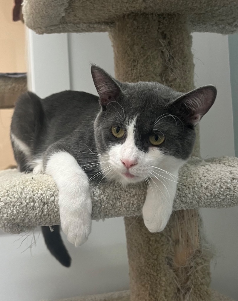 Dusty Dixon, an adoptable Domestic Short Hair in Winnipeg, MB, R3H 0M1 | Photo Image 1