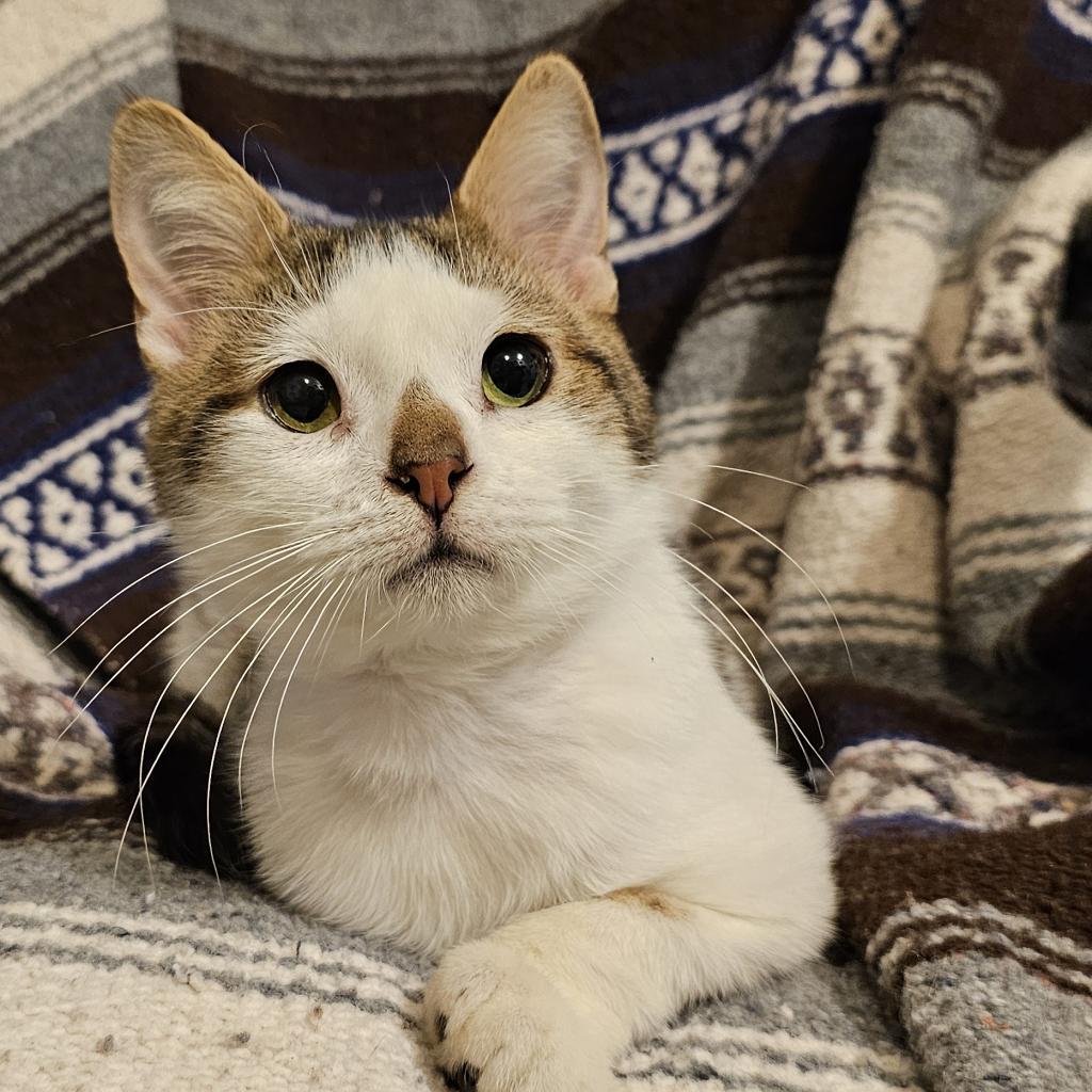 Loverboy, an adoptable Domestic Short Hair in Bismarck, ND, 58507 | Photo Image 2