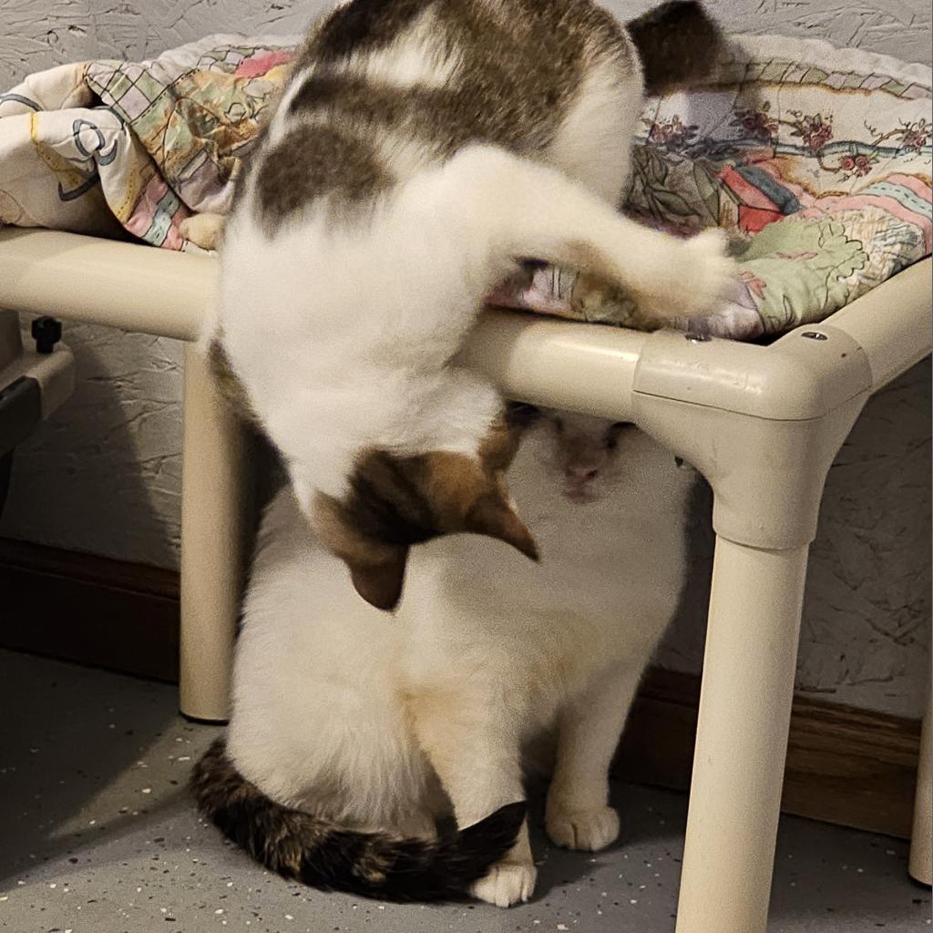 Loverboy, an adoptable Domestic Short Hair in Bismarck, ND, 58507 | Photo Image 3