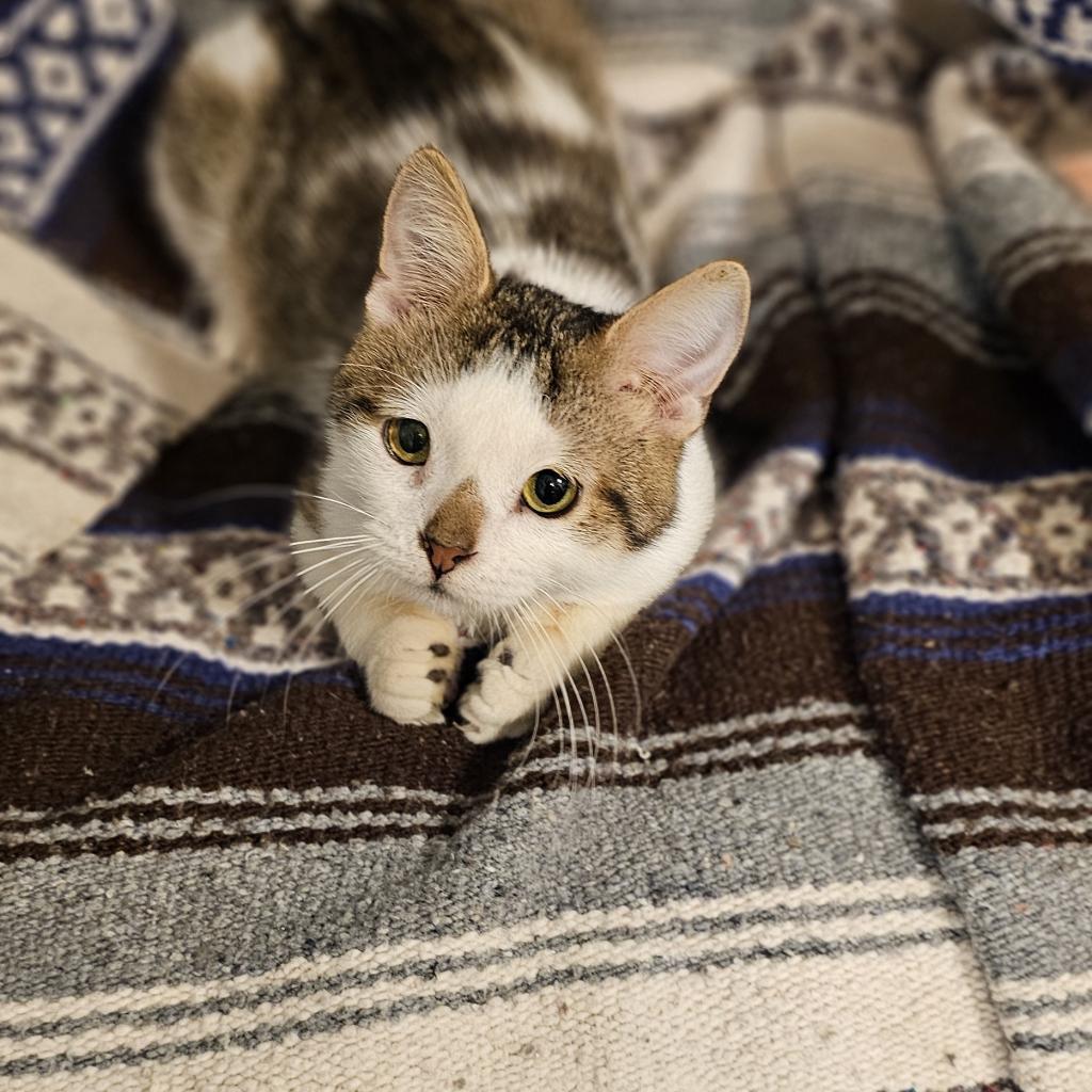 Loverboy, an adoptable Domestic Short Hair in Bismarck, ND, 58507 | Photo Image 4