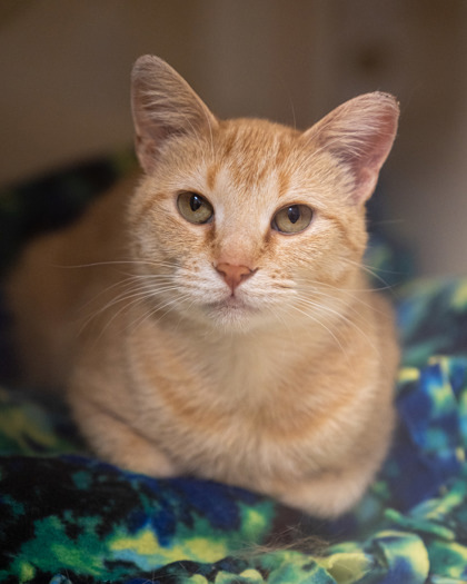 Georgie, an adoptable Domestic Short Hair in Pequot Lakes, MN, 56472 | Photo Image 2