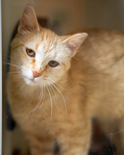 Georgie, an adoptable Domestic Short Hair in Pequot Lakes, MN, 56472 | Photo Image 4