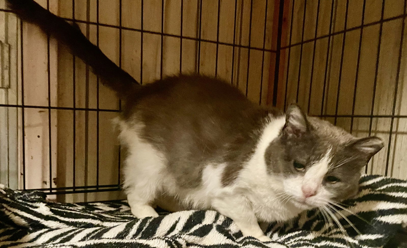 Kit Kat, an adoptable Domestic Short Hair in Pensacola, FL, 32534 | Photo Image 1