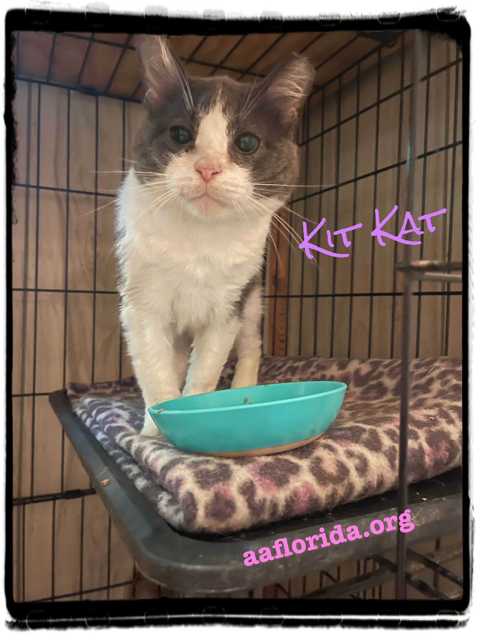 Kit Kat, an adoptable Domestic Short Hair in Pensacola, FL, 32534 | Photo Image 2