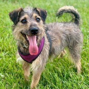 Meet Lobo a lively 2-year-old terrier with a zest for life and a boundless energy that keeps him on