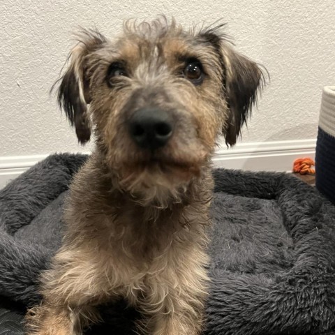 Lobo, an adoptable Schnauzer, Yorkshire Terrier in Houston, TX, 77006 | Photo Image 2