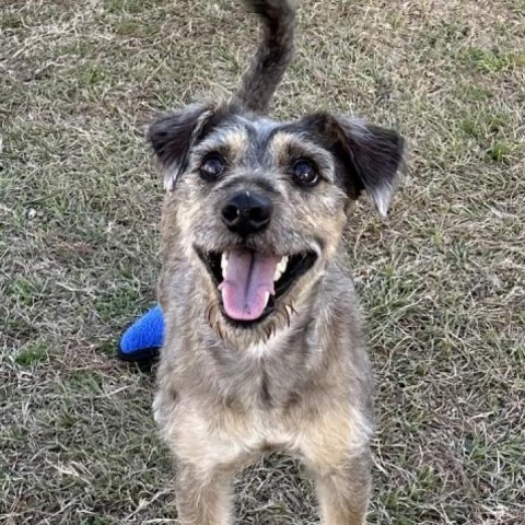 Lobo, an adoptable Schnauzer, Yorkshire Terrier in Houston, TX, 77006 | Photo Image 3