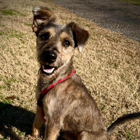 Lobo, an adoptable Schnauzer, Yorkshire Terrier in Houston, TX, 77006 | Photo Image 4