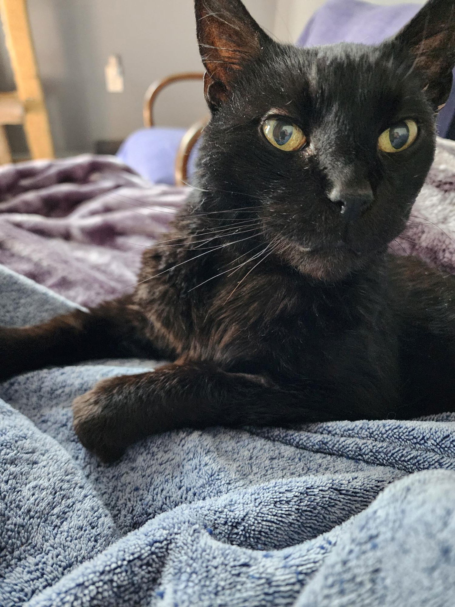 Jake, an adoptable Domestic Short Hair in Tacoma, WA, 98446 | Photo Image 1