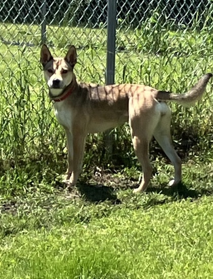 Luna, an adoptable Siberian Husky, Pit Bull Terrier in Fergus Falls, MN, 56537 | Photo Image 1