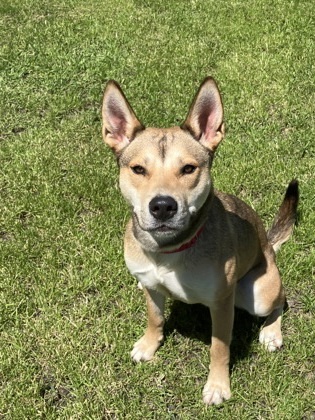 Luna, an adoptable Siberian Husky, Pit Bull Terrier in Fergus Falls, MN, 56537 | Photo Image 3