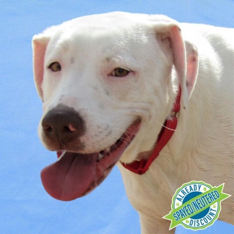 Lisa, an adoptable Mixed Breed in Las Cruces, NM, 88012 | Photo Image 1