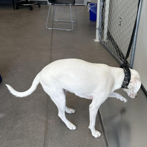 Lisa, an adoptable Mixed Breed in Las Cruces, NM, 88012 | Photo Image 2