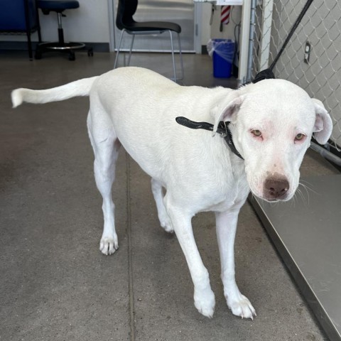 Lisa, an adoptable Mixed Breed in Las Cruces, NM, 88012 | Photo Image 3