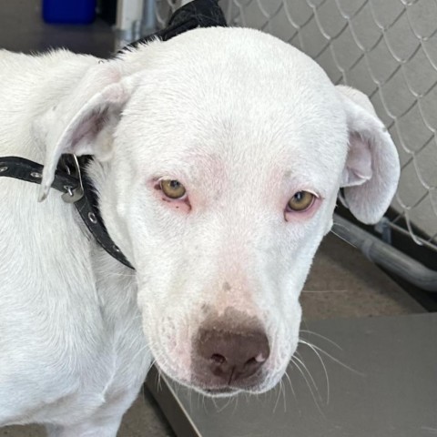 Lisa, an adoptable Mixed Breed in Las Cruces, NM, 88012 | Photo Image 4