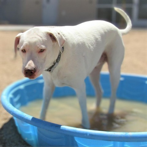 Lisa, an adoptable Mixed Breed in Las Cruces, NM, 88012 | Photo Image 5