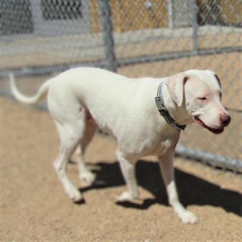 Lisa, an adoptable Mixed Breed in Las Cruces, NM, 88012 | Photo Image 6