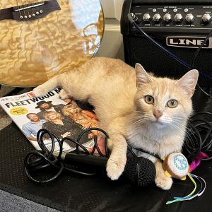 Fleetwood Tabby Cat