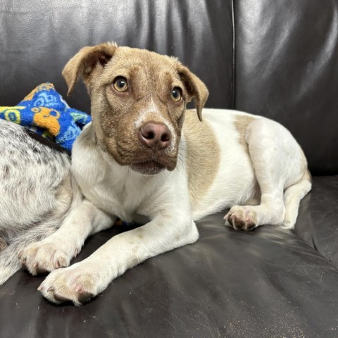 Libby, an adoptable Pointer, Cattle Dog in Wadena, MN, 56482 | Photo Image 1