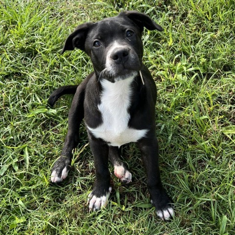 Lenny (aka Bowser), an adoptable American Staffordshire Terrier, Boxer in Wadena, MN, 56482 | Photo Image 1