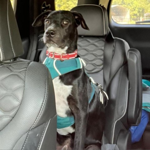 Lenny (aka Bowser), an adoptable American Staffordshire Terrier, Boxer in Wadena, MN, 56482 | Photo Image 2