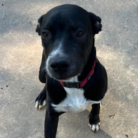 Lenny (aka Bowser), an adoptable American Staffordshire Terrier, Boxer in Wadena, MN, 56482 | Photo Image 4