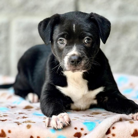 Lenny (aka Bowser), an adoptable American Staffordshire Terrier, Boxer in Wadena, MN, 56482 | Photo Image 5