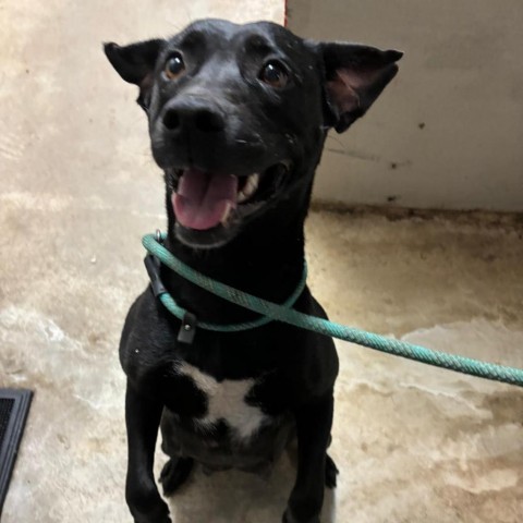 Stormy, an adoptable Black Labrador Retriever in Wadena, MN, 56482 | Photo Image 1