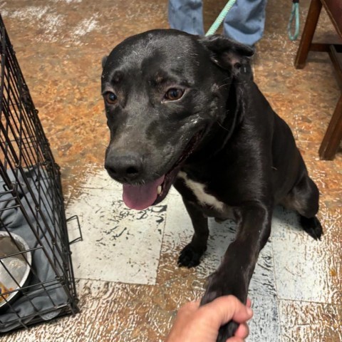 Stormy, an adoptable Black Labrador Retriever in Wadena, MN, 56482 | Photo Image 2