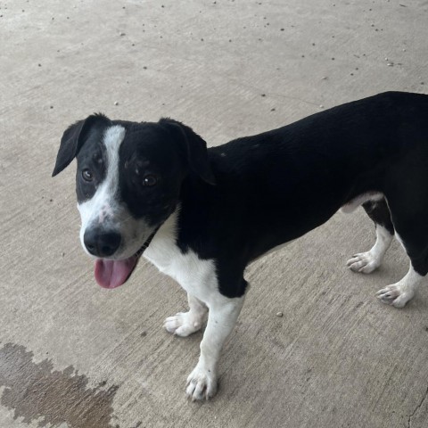 Bo, an adoptable Terrier in Wadena, MN, 56482 | Photo Image 1