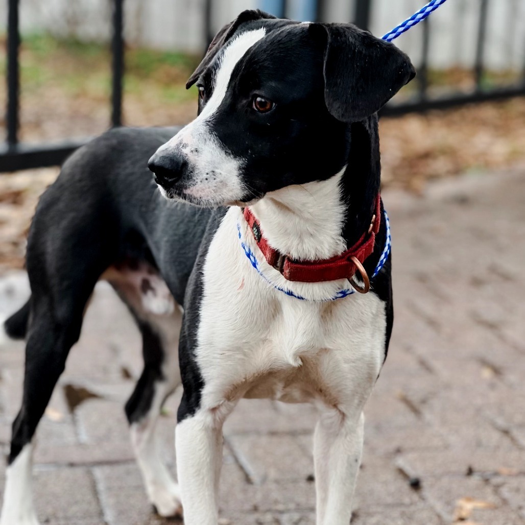 Bo, an adoptable Terrier in Wadena, MN, 56482 | Photo Image 2