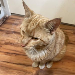 Orange Juice OJ for short is a handsome male orange tabby roughly about 23 years old Sadly his 