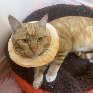 Orange Juice OJ for short is a handsome male orange tabby roughly about 23 years old Sadly his 