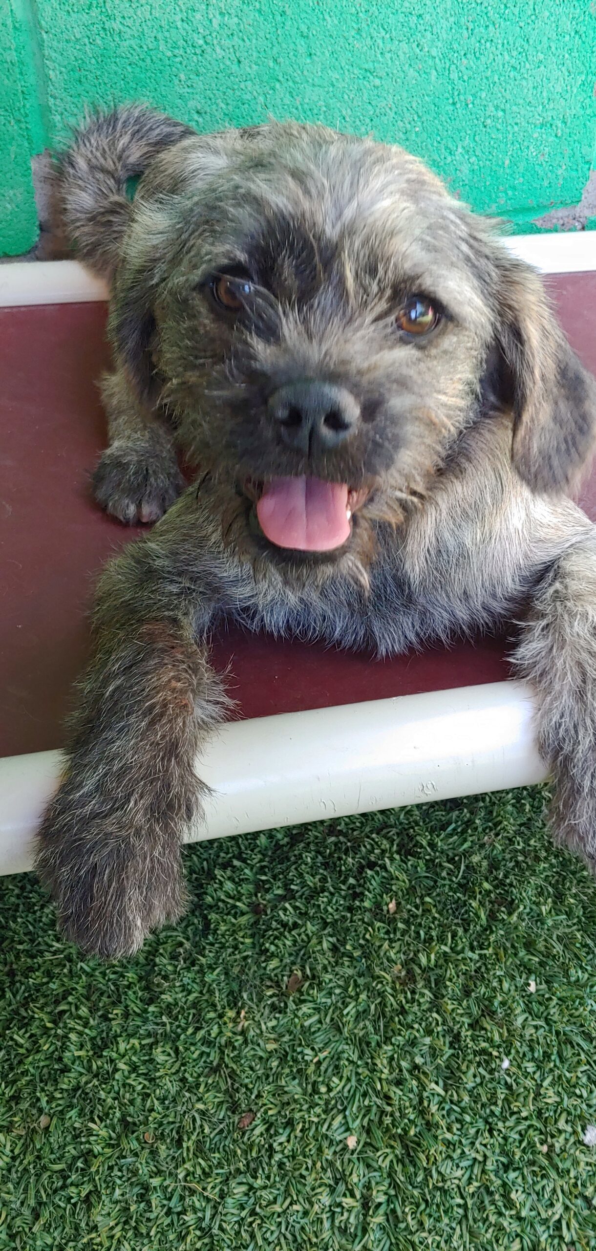 Audra, an adoptable Terrier, Mixed Breed in Las Cruces, NM, 88001 | Photo Image 1