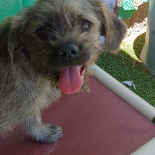 Audra, an adoptable Terrier, Mixed Breed in Las Cruces, NM, 88001 | Photo Image 2