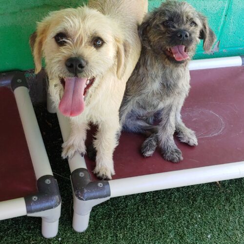 Audra, an adoptable Terrier, Mixed Breed in Las Cruces, NM, 88001 | Photo Image 4