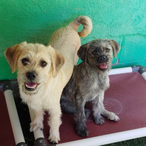 Audra, an adoptable Terrier, Mixed Breed in Las Cruces, NM, 88001 | Photo Image 5