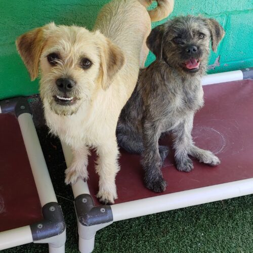 Audra, an adoptable Terrier, Mixed Breed in Las Cruces, NM, 88001 | Photo Image 6