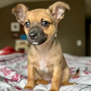 PERSONALITY snuggly playful BREED chi mix AGE  born February 11 WEIGHT 4lbs