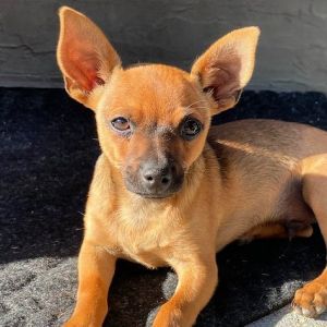 PERSONALITY snuggly playful BREED chi mix AGE  born February 11 WEIGHT 4lbs SEX male Rescued f