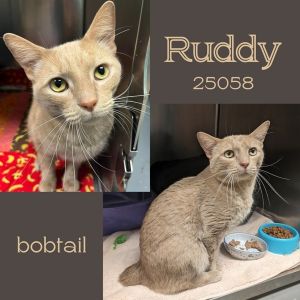 This precious fella is Ruddy Hes an adorable blonde tabby who is looking for full-time cuddles a 