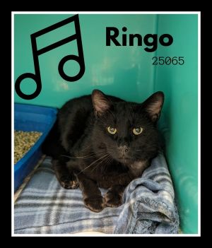 Ringo Domestic Medium Hair Cat