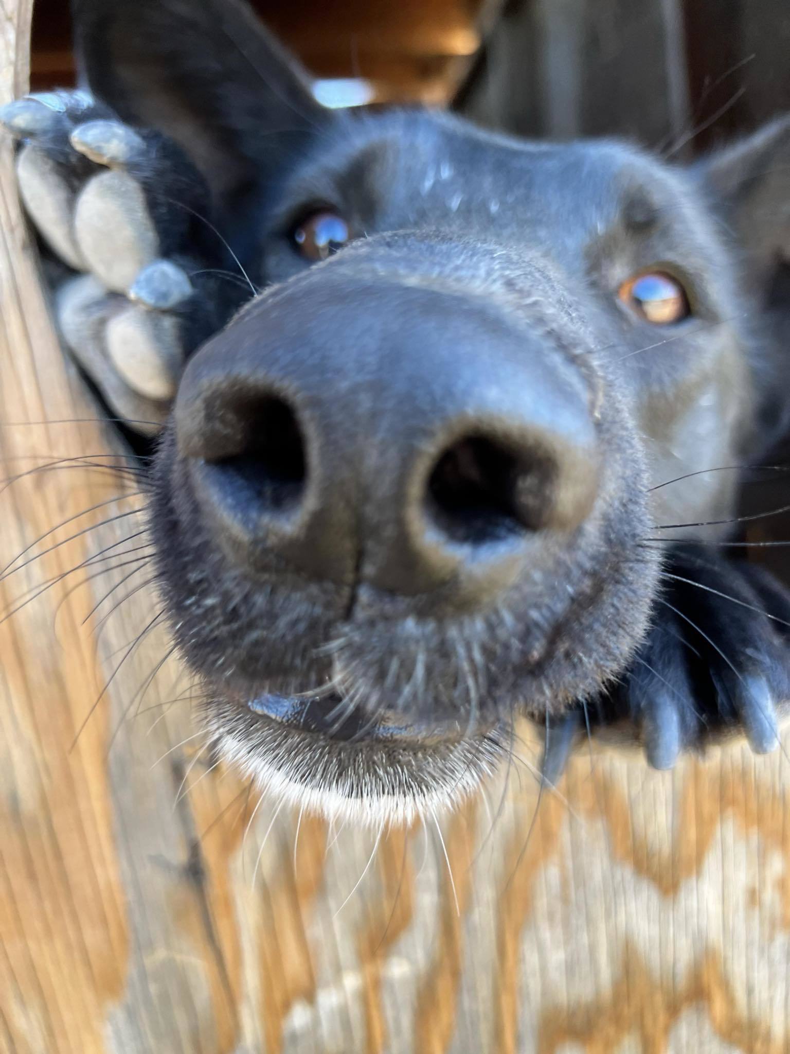 Westley, an adoptable Shepherd in Yreka, CA, 96097 | Photo Image 1