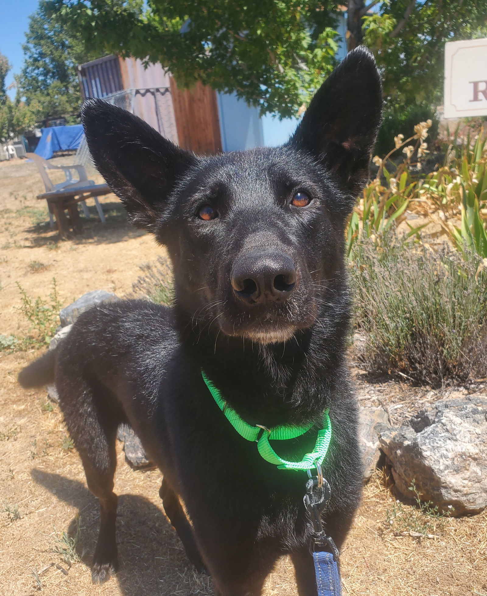 Westley, an adoptable Shepherd in Yreka, CA, 96097 | Photo Image 2