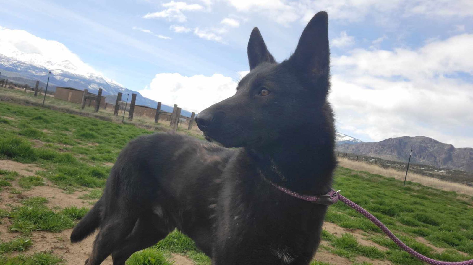 Westley, an adoptable Shepherd in Yreka, CA, 96097 | Photo Image 3