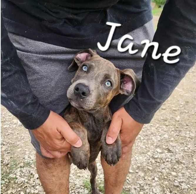 Jane