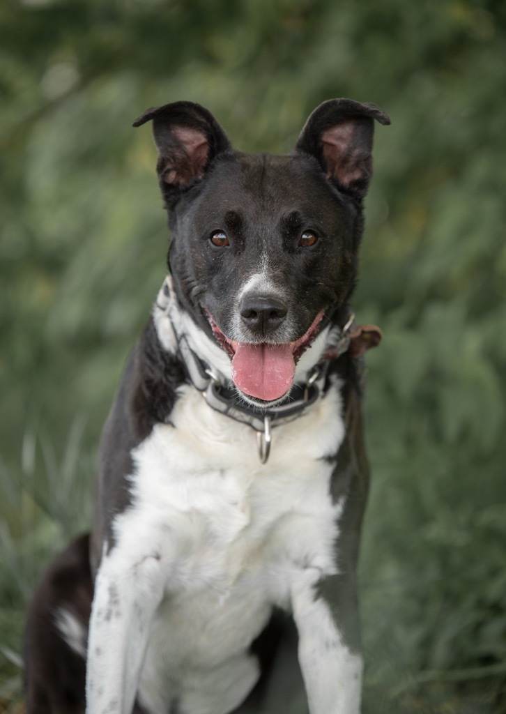 Legacy, an adoptable Border Collie, Pit Bull Terrier in Gillette, WY, 82716 | Photo Image 1