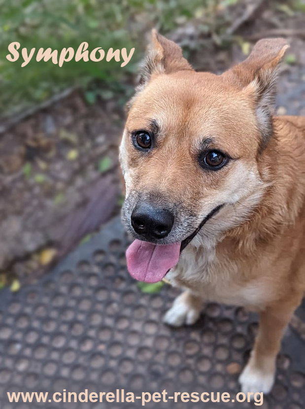 Symphony, an adoptable Australian Cattle Dog / Blue Heeler, Corgi in Mission, TX, 78574 | Photo Image 2